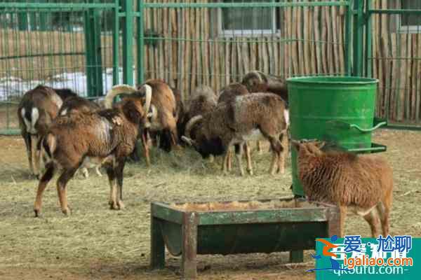 大青山野生動物園于11月23日恢復開園公告？