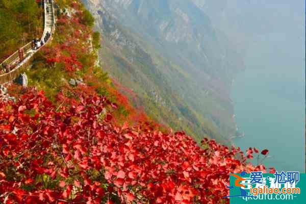 2021巫山紅葉節開幕式時間及活動看點？