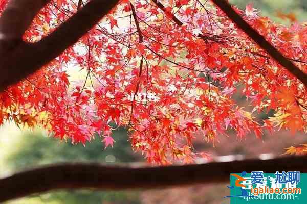 2021花開(kāi)海上生態(tài)園楓葉最佳觀賞時(shí)期？