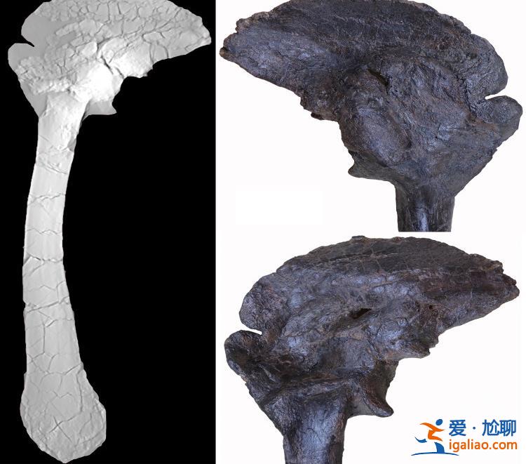 生活在1億多年前的恐龍就已患上風(fēng)濕病？