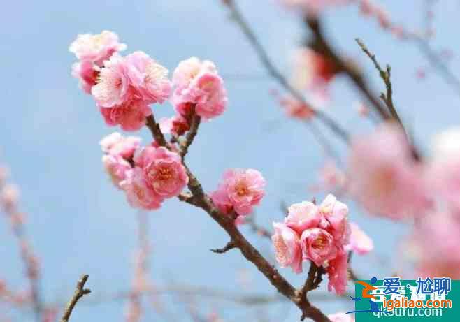 2022上海春節(jié)賞梅哪里最好 上海春節(jié)賞梅有哪些地方？