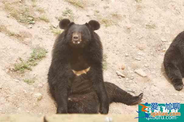2021呼和浩特大青山野生動物園恢復開放時間? 2021呼和浩特大青山野生動物園恢復開放時間?