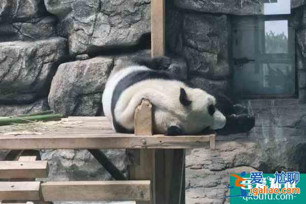 2021呼和浩特大青山野生動物園恢復開放時間? 2021呼和浩特大青山野生動物園恢復開放時間?