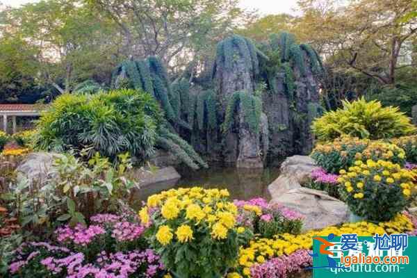 2021深圳東湖公園菊花展開始時間？