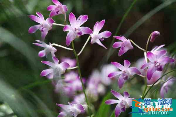 2022武漢最新賞花景點(diǎn)介紹 附觀賞時(shí)間？