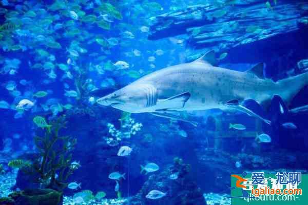 2021重慶融創海世界恢復營業開放時間? 2021重慶融創海世界恢復營業開放時間?