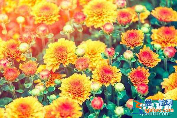 杭州植物園菊花展2021開展時間？