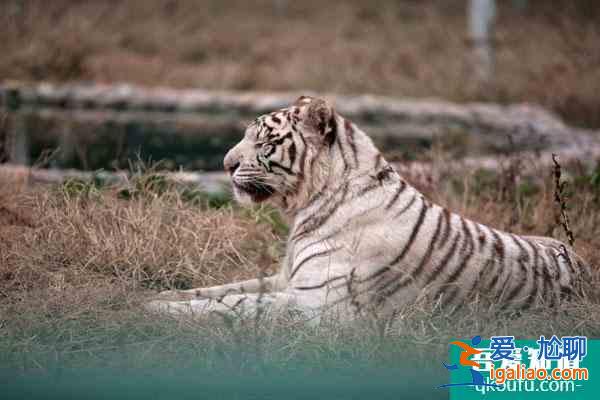 2021重慶動物園恢復開放時間？