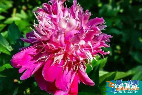 2022武漢植物園牡丹展持續(xù)到什么時(shí)候?？