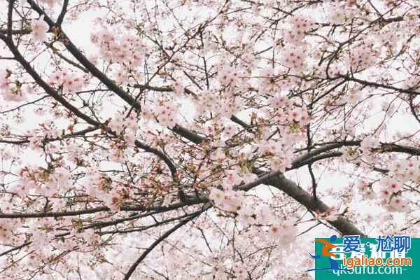 武漢春游踏青好去處2022？