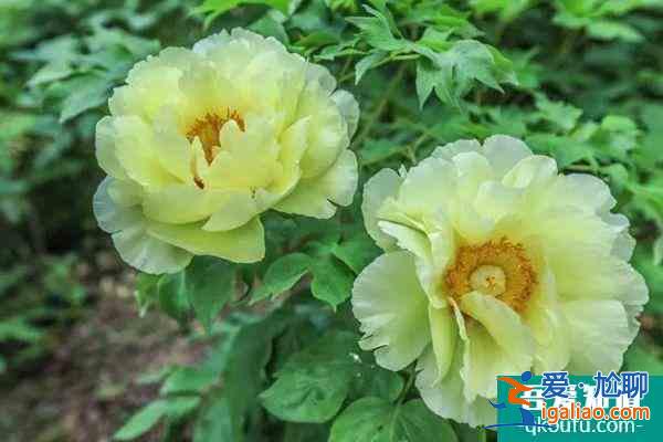 2022武漢植物園牡丹展持續(xù)到什么時(shí)候?？