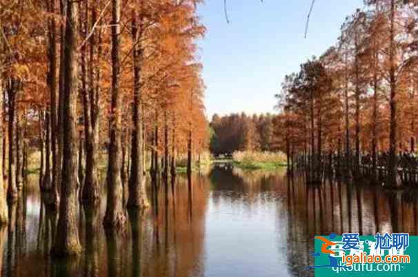 2021上海青西郊野公園池杉最佳觀賞期? 2021上海青西郊野公園池杉最佳觀賞期?