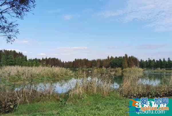 2021上海青西郊野公園池杉最佳觀賞期? 2021上海青西郊野公園池杉最佳觀賞期?