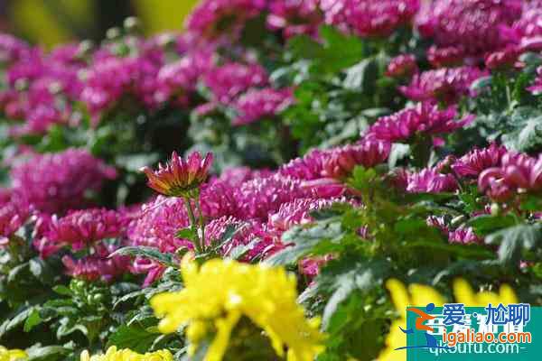 2021南通菊花展什么時候開始？