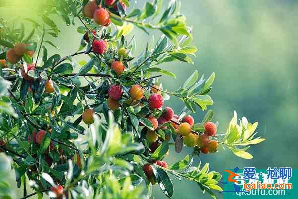 無錫紅沙灣生態園好玩嗎？