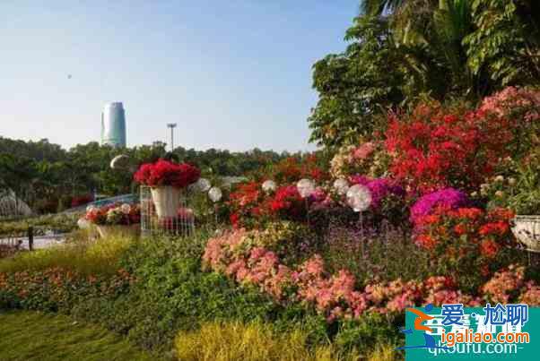 2021深圳蓮花山簕杜鵑花展時間？