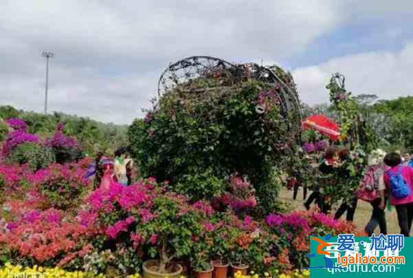 2021深圳蓮花山簕杜鵑花展時間？