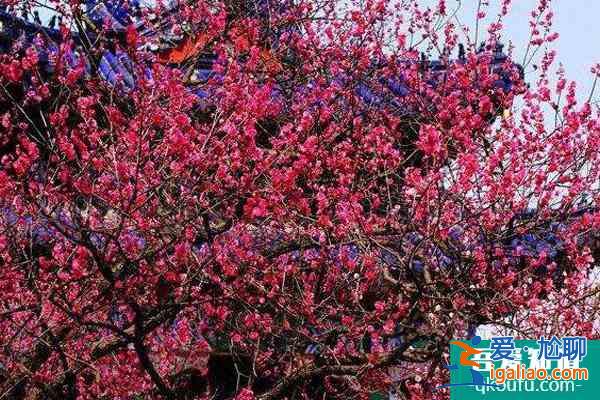2022南京梅花山梅花什么時候開 附最佳觀賞時間？