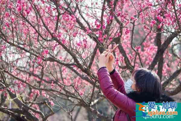 2022南京梅花山梅花什么時候開 附最佳觀賞時間？