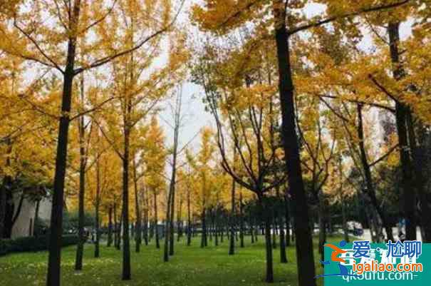 西安賞銀杏樹的地方有哪些? 西安賞銀杏樹的地方有哪些?
