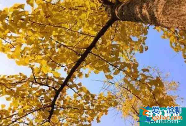 西安賞銀杏樹的地方有哪些? 西安賞銀杏樹的地方有哪些?