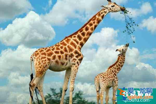 蘭州市野生動物園開了嗎？