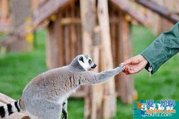 蘭州市野生動物園開了嗎？
