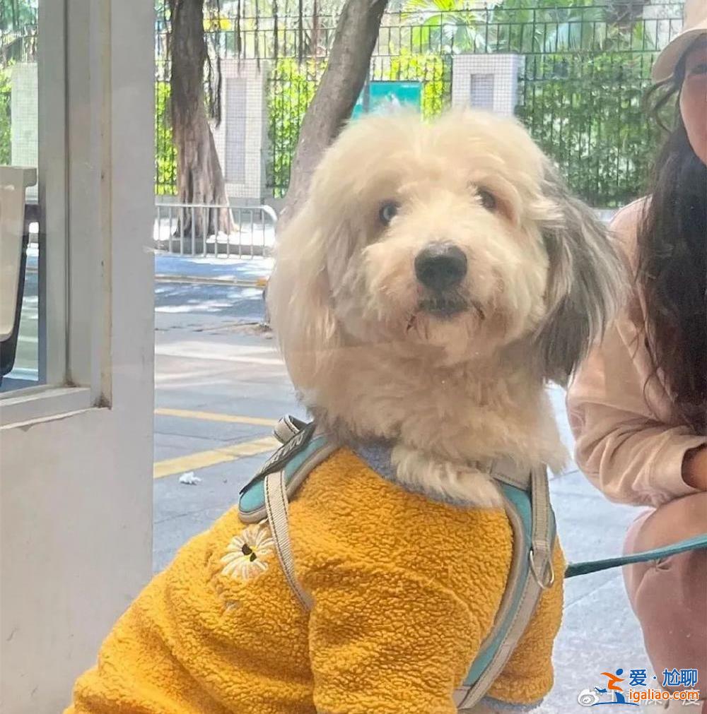 告別精致的白領生活 成為一名屠宰廠女工？
