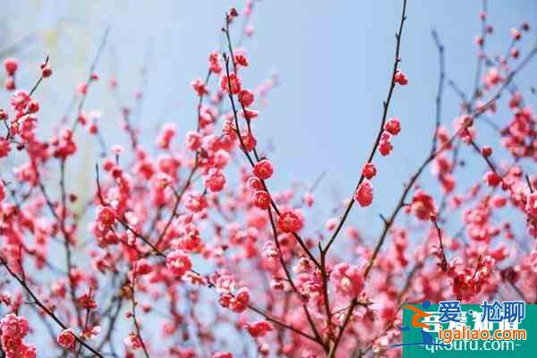 杭州超山梅花什么時候開？