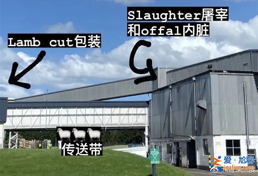 告別精致的白領生活 成為一名屠宰廠女工？