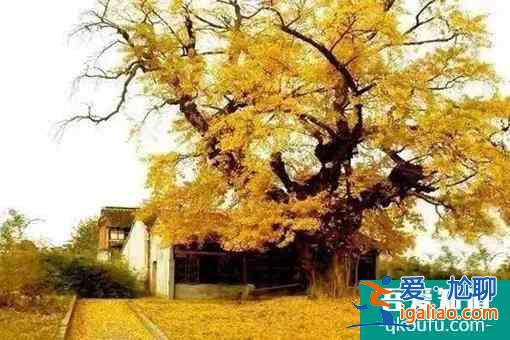 無錫梁溪區哪里可以觀賞銀杏？