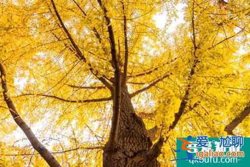 無錫梁溪區哪里可以觀賞銀杏？