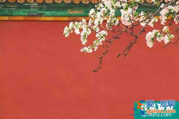 故宮海棠最佳觀賞時期及最佳觀賞地點推薦？
