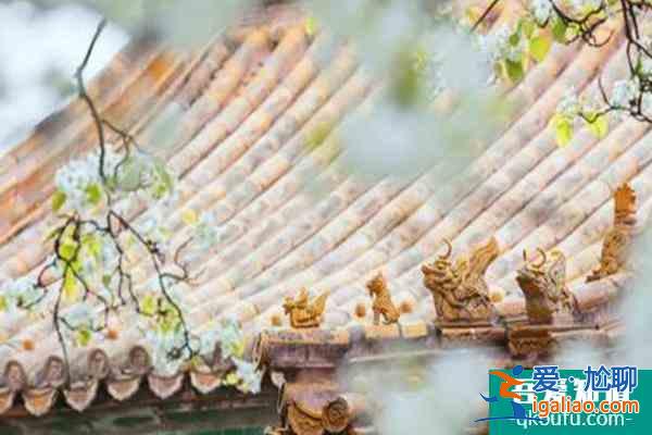 故宮海棠最佳觀賞時期及最佳觀賞地點推薦？