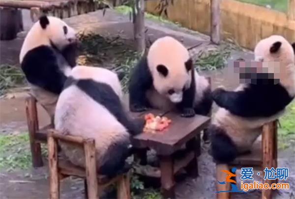 四只大熊貓坐在板凳上湊成一桌像是在打麻將？