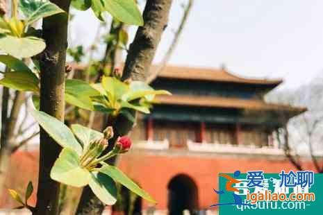 清明節故宮開放嗎 清明節故宮賞花攻略？