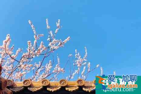 清明節故宮開放嗎 清明節故宮賞花攻略？