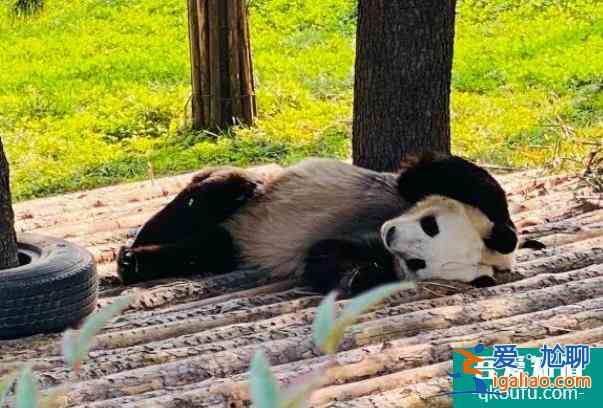 2022西安秦嶺野生動(dòng)物園年卡在哪里辦理及價(jià)格多少錢？
