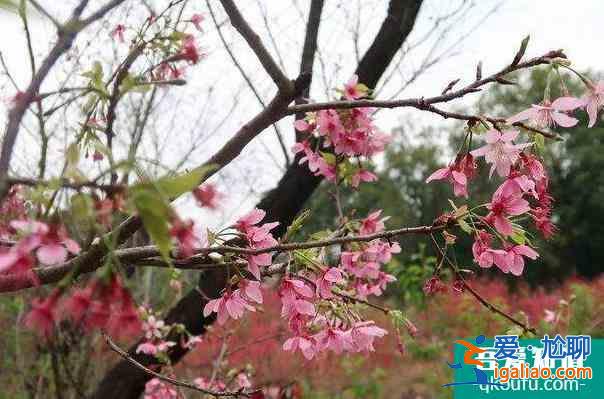 2022桂林南溪山公園櫻花什么時候開? 2022桂林南溪山公園櫻花什么時候開?