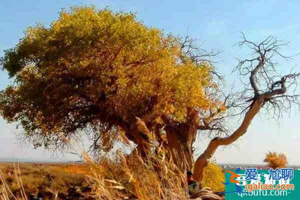 胡楊林什么時候去最好? 胡楊林什么時候去最好?