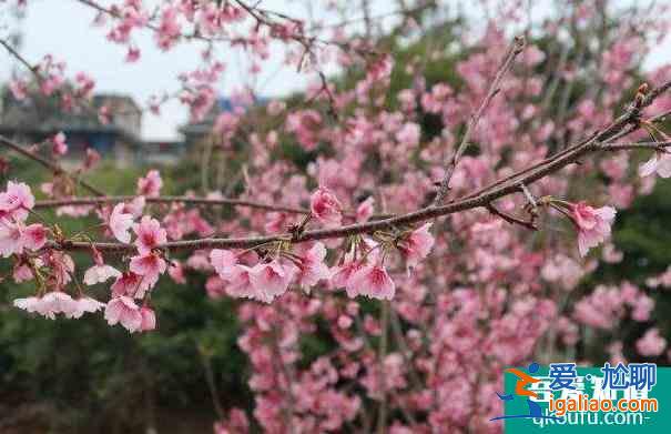 2022桂林南溪山公園櫻花什么時候開? 2022桂林南溪山公園櫻花什么時候開?
