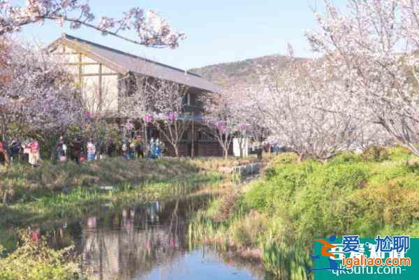 2022無錫拈花灣最佳觀賞櫻花時間? 2022無錫拈花灣最佳觀賞櫻花時間?