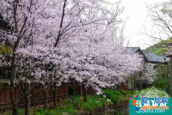 2022無錫拈花灣最佳觀賞櫻花時間? 2022無錫拈花灣最佳觀賞櫻花時間?