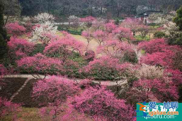 蘇州賞梅好去處盤點(diǎn) 蘇州看梅花哪里比較好？