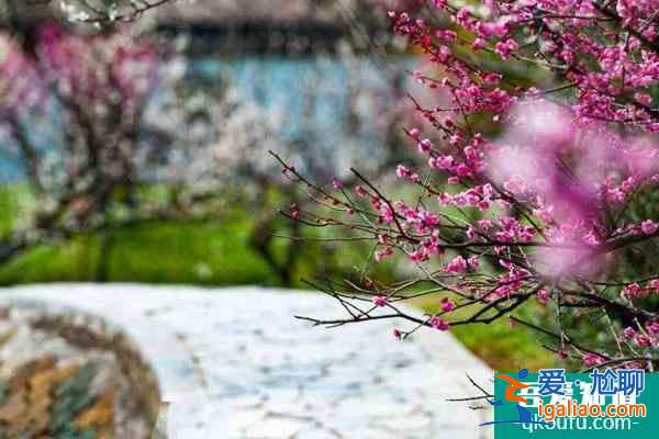 蘇州賞梅好去處盤點(diǎn) 蘇州看梅花哪里比較好？