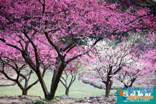 蘇州賞梅好去處盤點(diǎn) 蘇州看梅花哪里比較好？
