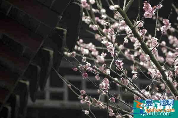 蘇州賞梅好去處盤點(diǎn) 蘇州看梅花哪里比較好？