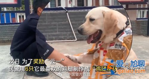 “汪汪隊“又立功!警犬搜毒超12公斤被獎勵“雞腿花環”? “汪汪隊“又立功!警犬搜毒超12公斤被獎勵“雞腿花環”?
