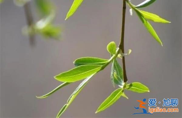 這種東西被稱為清腸草，在春天獨有錯過將等明年[春天]？