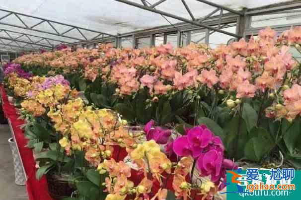 佛山花市2022什么時候開始 有哪些花市？
